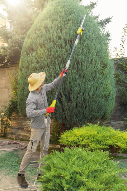 How Our Tree Care Process Works  in Mountain Top, PA